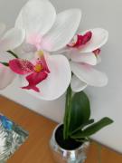 Top Hajdúszoboszló