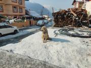 Top Lachung