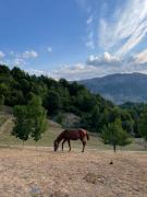 Top Šavnik