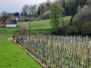 Top Semič Top Semič