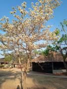 Top Chapada dos Guimarães