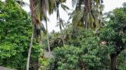 Top Candolim