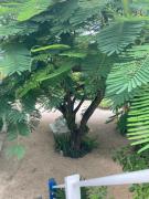 Top Caye Caulker Top Caye Caulker