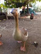 Pousada Jambo Trindade