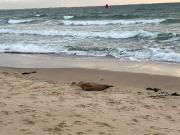 Vakantiewoning aan duinen en zee in Dishoek