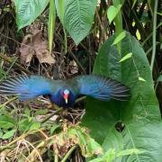 Misahualli Laguna Paikawe B&B