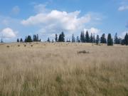 Top Korbielów Top Korbielów