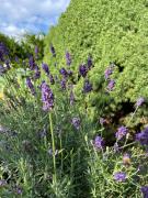 Top Mały Głęboczek Top Mały Głęboczek