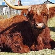 Straw House Farm - STANTHORPE