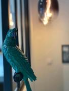 Top Saint-Étienne Top Saint-Étienne