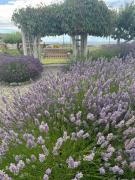 Top Sequim Top Sequim