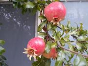 Top Borgo San Dalmazzo