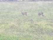 Appartamento Serenella