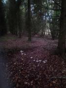 Top Saint-Pierre-de-Plesguen