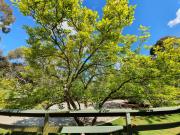 Top Beechworth