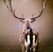 HOME Suites Panoramablick mit Sauna