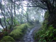 Top Icod de los Vinos Top Icod de los Vinos