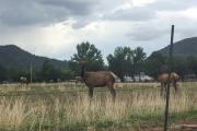 Top Pinetop-Lakeside