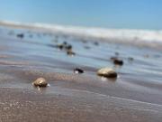 Top Tugela Mouth