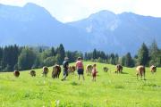 Top Inzell