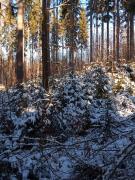 Top Bozkow Top Bozkow