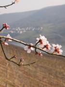 Gastehaus Weingut Rossler