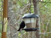 Top Tunquen Top Tunquen