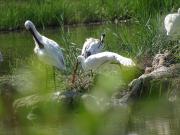 Top Tessera Top Tessera