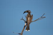 Top Welgevonden Game Reserve