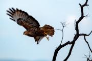 Top Welgevonden Game Reserve