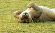Top Welgevonden Game Reserve