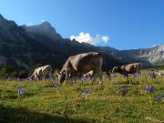 Top Hospital Top Hospital