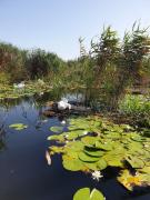 Top Murighiol Top Murighiol