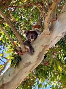 Top Emu Bay Top Emu Bay