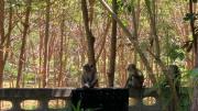 Top Koh Jum
