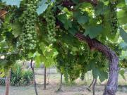 Top Calitzdorp
