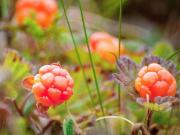 Top Nedre Gärdsjö Top Nedre Gärdsjö