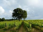 Top Torrita di Siena