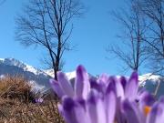 Top Zakopane