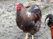 Top Gubbio Top Gubbio