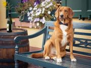 Top Rüdesheim am Rhein