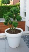 Top Flaesheim
