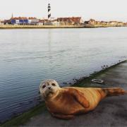 Top Grand-Fort-Philippe