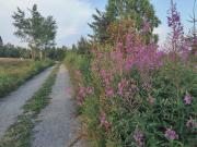 Top Skomielna Czarna