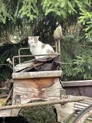 Top Boruja Top Boruja