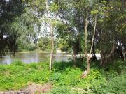 Top Arad