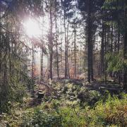 Top Mücke Top Mücke