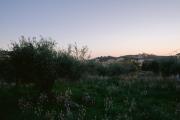 Top Sivota