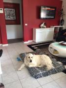 LILLI PILLI SUBLIME Family and Dog Friendly by the Beach