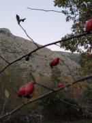 Top Navacepedilla de Corneja